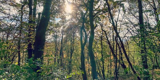 Wald in Porta Westfalica. Blick auf die Sonne durch Bäume.