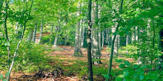 Blick in den Wald in Porta Westfalica.